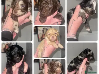 Cavapoo dogs Gorgeous f1b cavapoo puppies - Advert 1