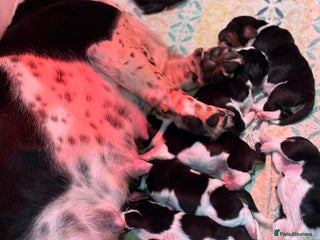 Basset Hound dogs Basset hound puppies - Advert 9