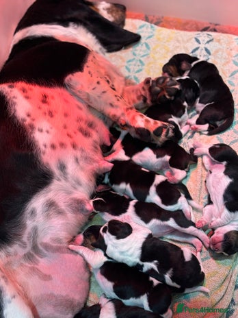 Basset Hound dogs Basset hound puppies - Advert 1