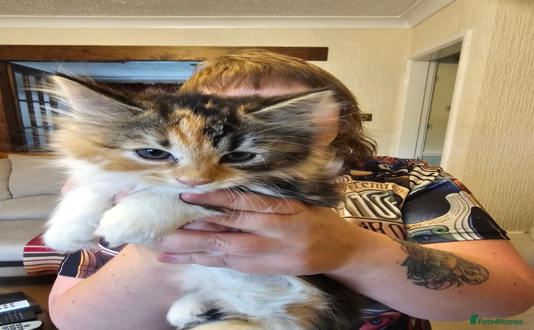 Maine Coon cats - Advert 15