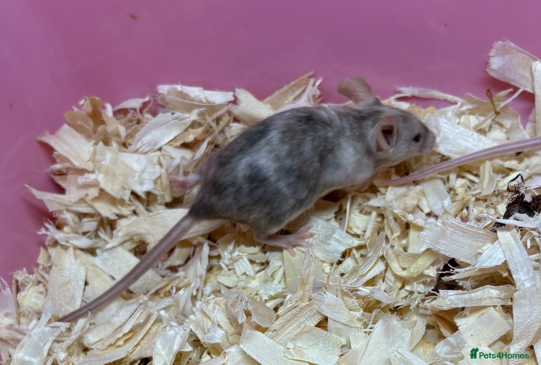 Mouse rodents for sale: Female baby mice ready now  - Image 26