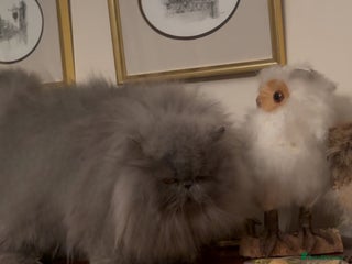 Exotic cats 4x Exotic Longhair CP Colourpoint White Blue Black - Advert 1