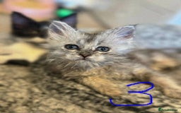 British Longhair cats for sale: 🩵BritishLonghair X Mainecoon Boys🩵 - Image 2