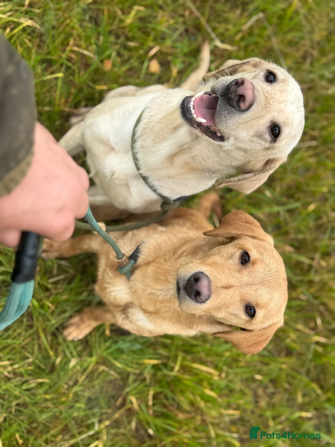 Labrador Retriever dogs for sale: Labrador puppies  - Advert 2
