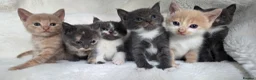 British Shorthair cats for sale: MIXED British Shorthair - Advert 11