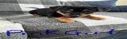 Jack Russell dogs for sale: Stunning black n tan smooth coat  - Advert 7