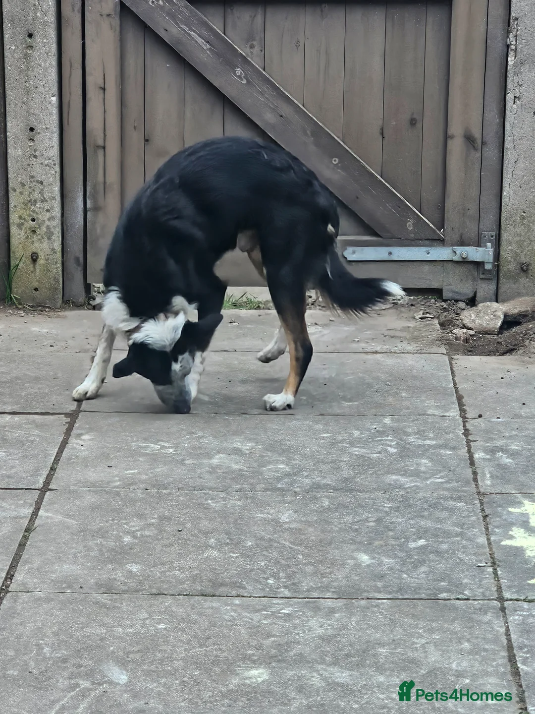 Border Collie dogs for sale: Border collie for rehome - Advert 3