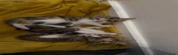 Mixed Breed cats for sale: Adorable Kittens  Little Fox Girls & 1 Cartoon Boy - Advert 6
