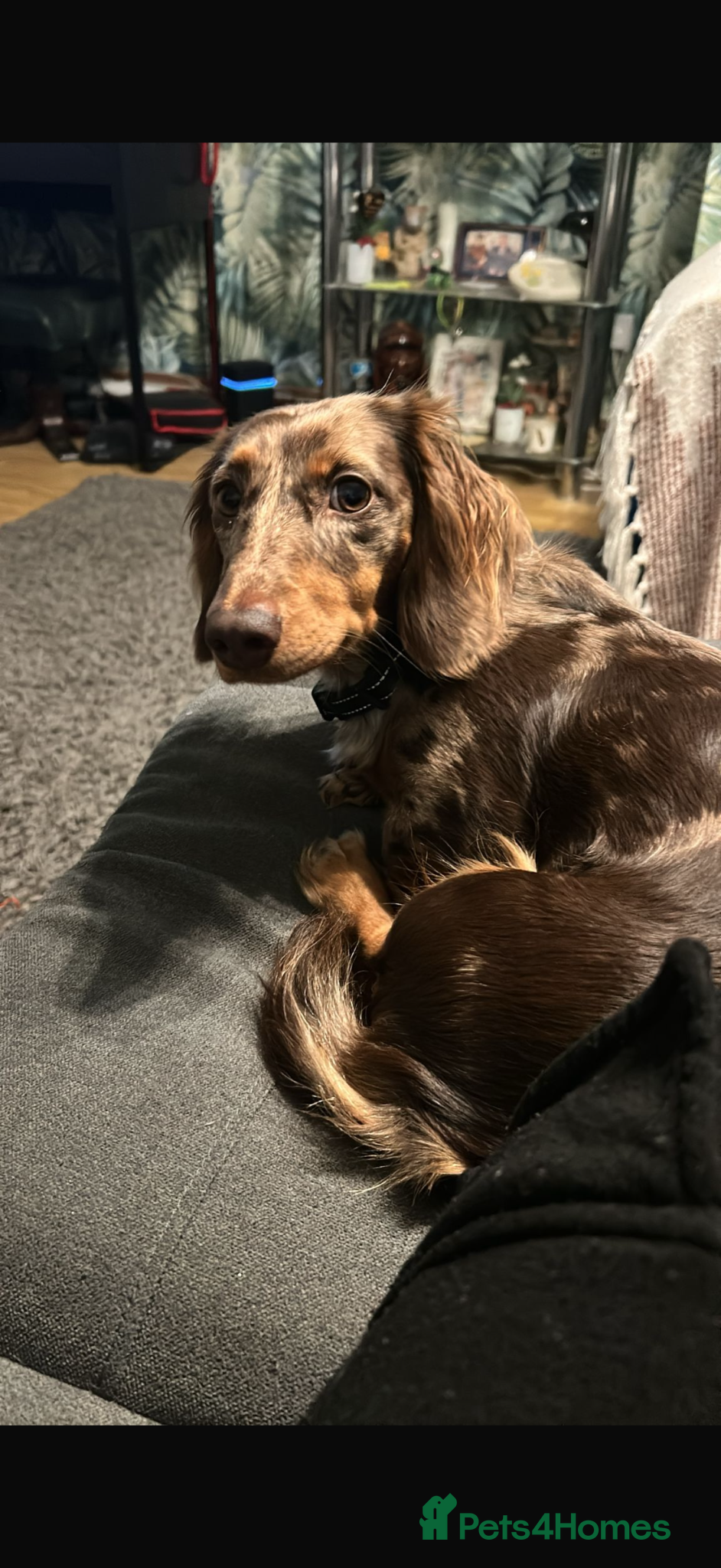 Miniature Dachshund dogs Long haired miniature dauchund’s  - Advert 2