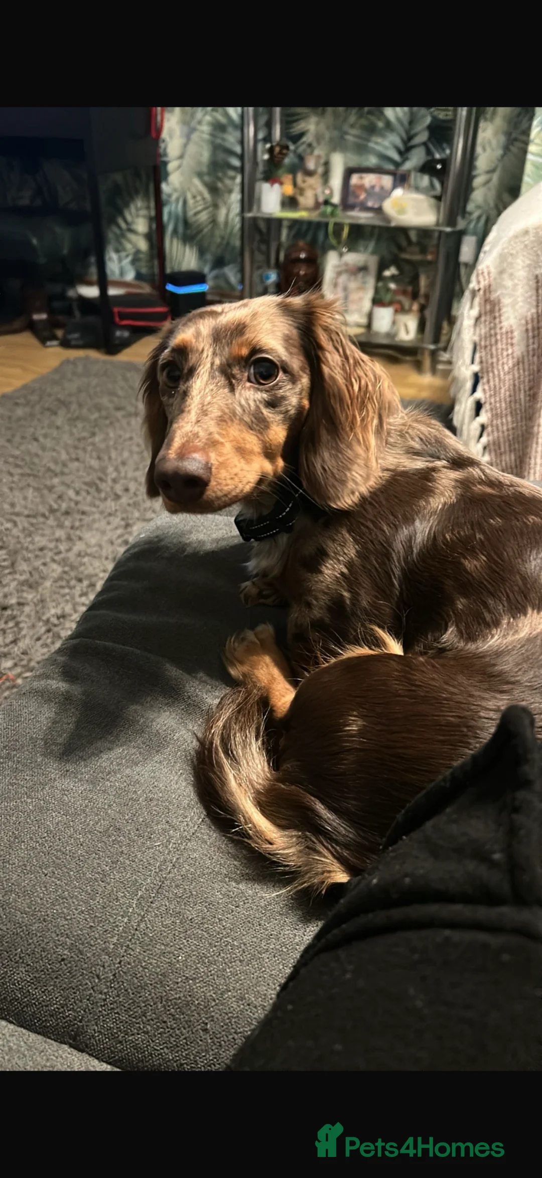 Miniature Dachshund dogs for sale: Long haired miniature dauchund’s  - Advert 1
