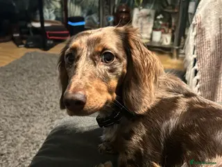 Miniature Dachshund dogs Long haired miniature dauchund’s - Advert 6