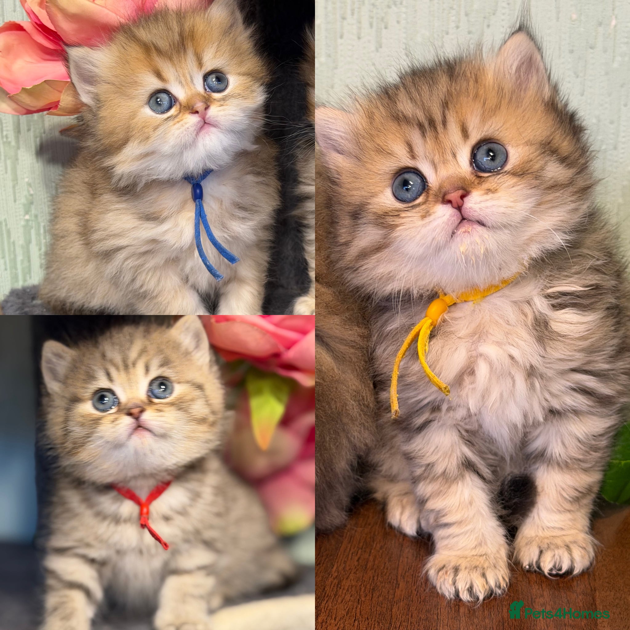 British Longhair cats ⭐️GORGEOUS BRITISH LONGHAIR KITTENS ⭐️ - Advert 2