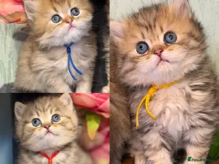 British Longhair cats ⭐️GORGEOUS BRITISH LONGHAIR KITTENS ⭐️ - Advert 2