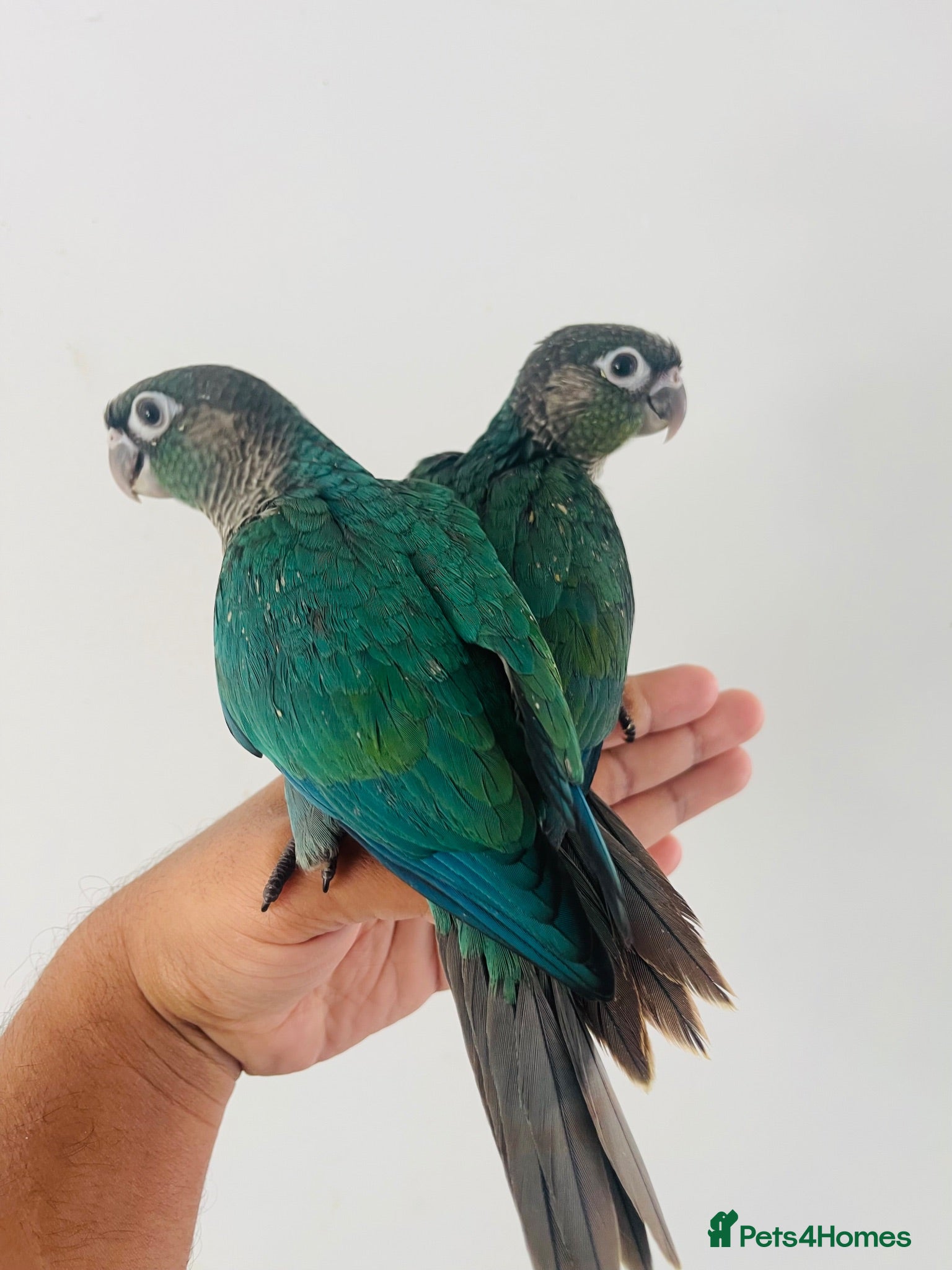 Conures birds Hand reared conures for sale  - Advert 1
