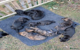 Mixed Breed dogs for sale: Dachshund x with Suluki Greyhound  - Image 1