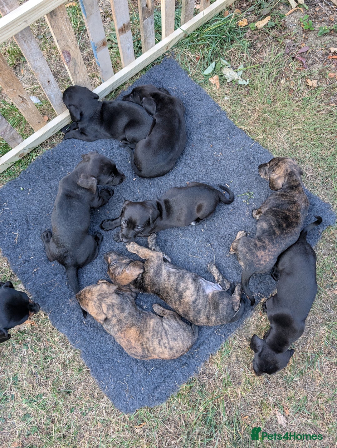 Mixed Breed dogs for sale: Dachshund x with Suluki Greyhound  - Image 1