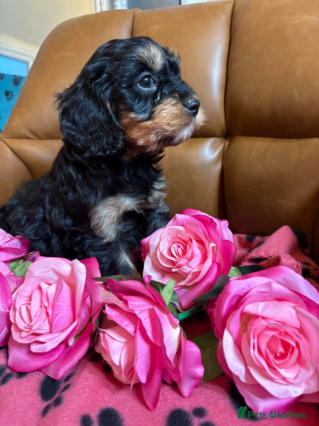 Cavapoo dogs for sale: Ruby &black n tan boys and girls  - Image 11