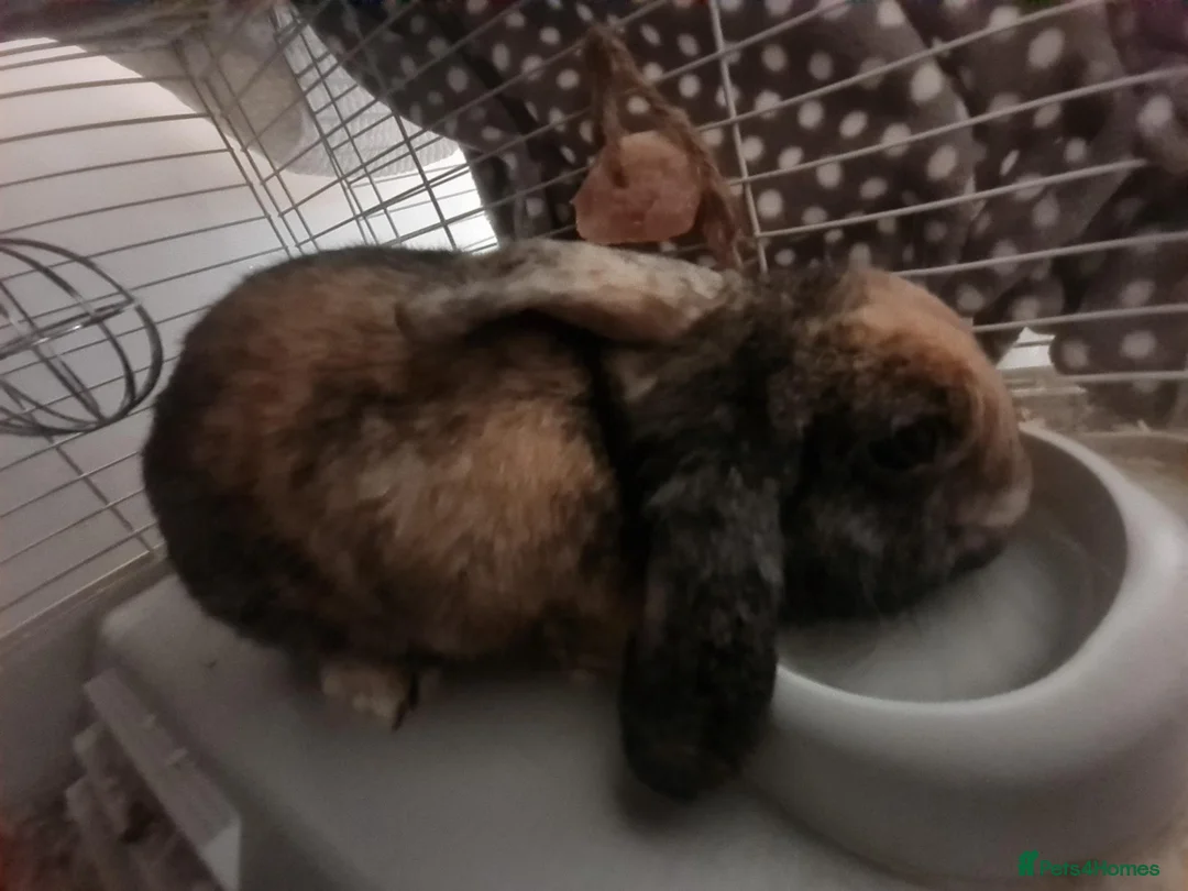 Mixed Breed rabbits for sale: Rabbit- cherub in Maidstone - Advert 2