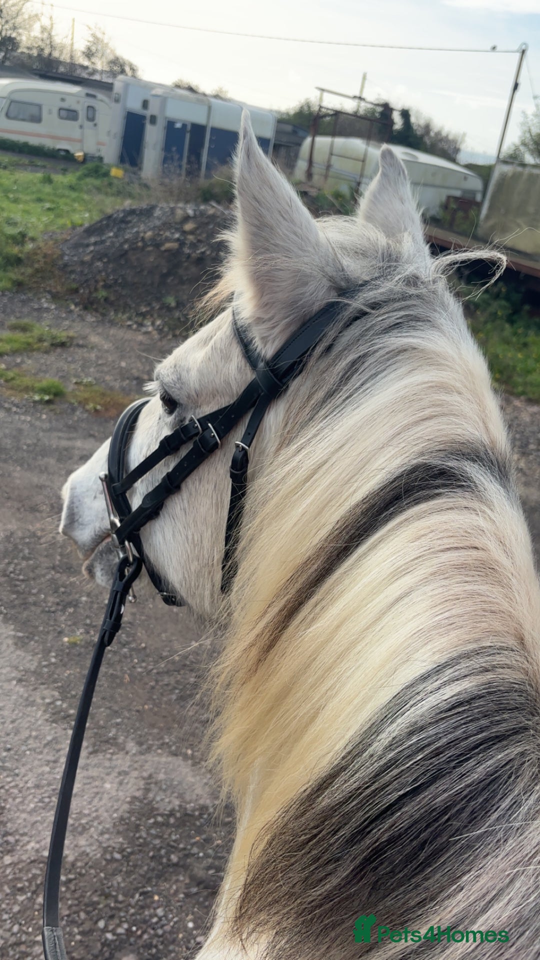 Other Breed horses for sale: 17 year old cob x Arab 14h 1 - Advert 4