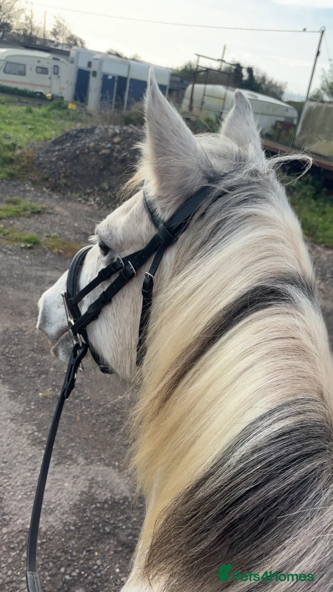 Other Breed horses for sale: 17 year old cob x Arab 14h 1 - Advert 4