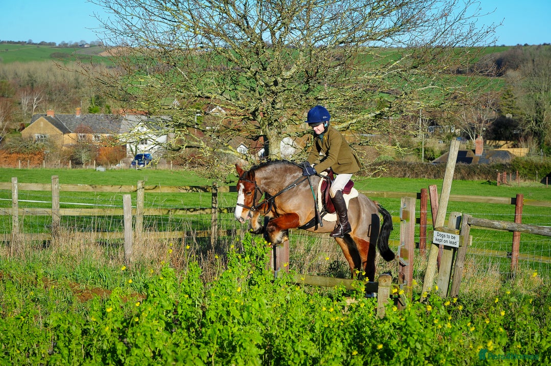 Welsh Section A horses for sale: Super 12.2hh Pony - Advert 1