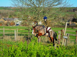 Welsh Section A horses Super 12.2hh Pony - Advert 13