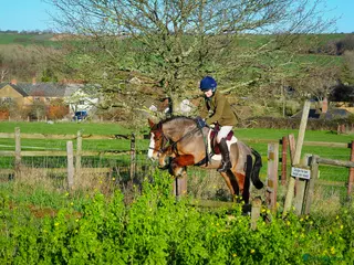 Welsh Section A horses Super 12.2hh Pony - Advert 11