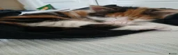 Mixed Breed cats for sale: Kittens for sale Rothwell, Kettering - Advert 3