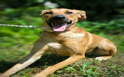 Mixed Breed dogs for adoption: 💖🐶 NIXIE 🐶💖 - Image 5