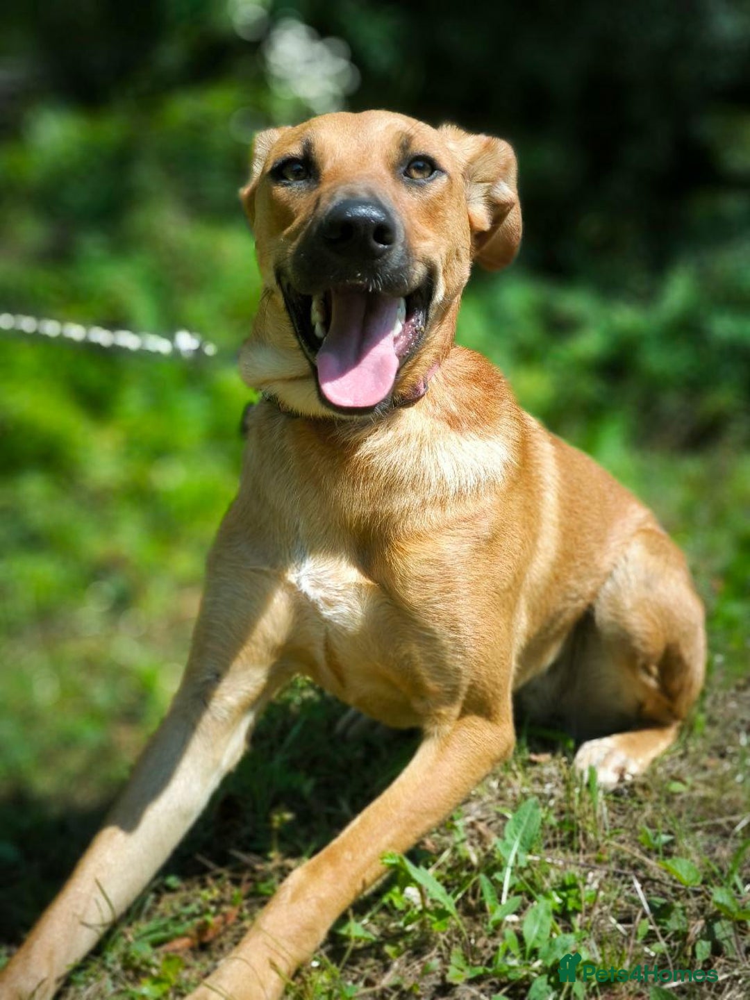 Mixed Breed dogs for adoption: 💖🐶 NIXIE 🐶💖 - Image 5
