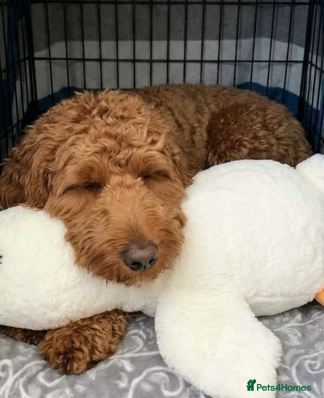 Cockapoo dogs for sale: Beautiful F1 cockapoo Waffle - Advert 5