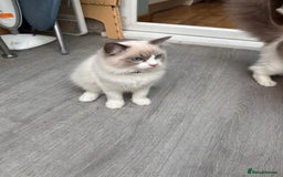 Ragdoll cats for sale: Male Ragdoll kittens - Image 12