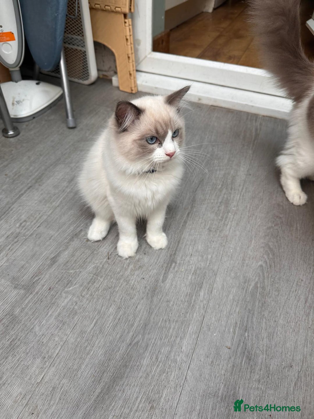 Ragdoll cats for sale: Male Ragdoll kittens - Image 12