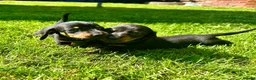 Miniature Dachshund dogs for sale: 🐾 LAST BOY LEFT - adorable miniature dachshund 🐾 - Advert 6
