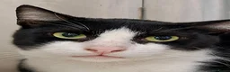 Mixed Breed cats for sale: Mickey is looking for his forever home in Norwich - Advert 11