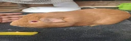 Guinea Pig rodents for sale: Guinea pig  - Advert 1