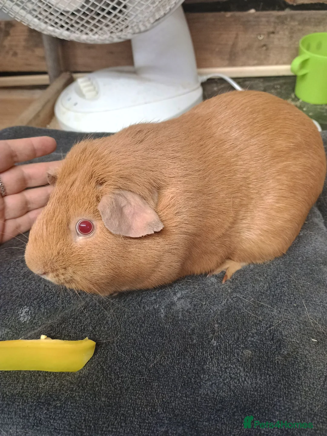 Guinea Pig rodents for sale: Guinea pig  - Advert 1