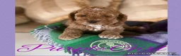 Cavapoo dogs for sale: Superior yankiedoodle American Cockerpoos🇺🇸f1b - Advert 4