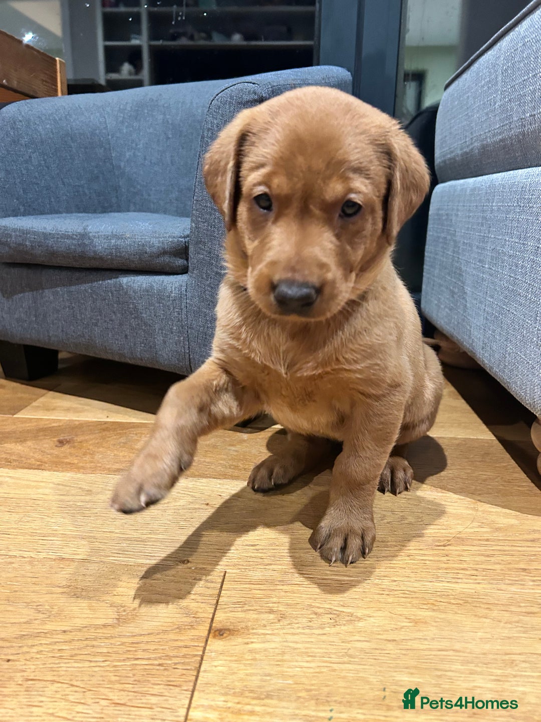 Labrador Retriever dogs for sale: KC Fox Red Labrador puppies - Advert 18