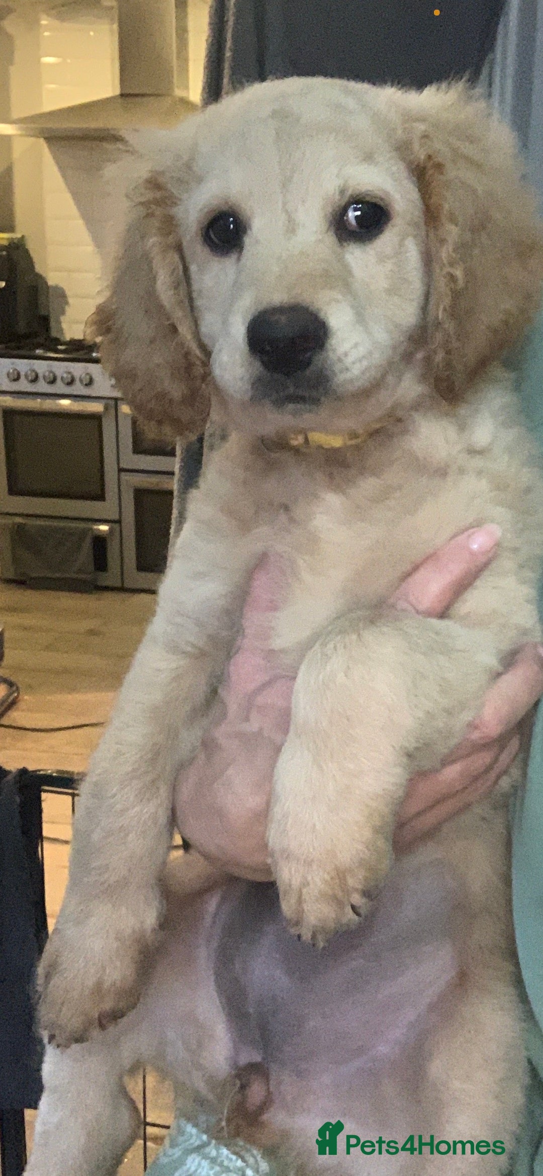 Double Doodle dogs for sale: Beautiful rare litter of Double Doodles - Image 16