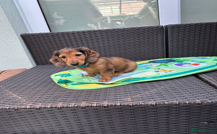 Dachshund dogs - Advert 14