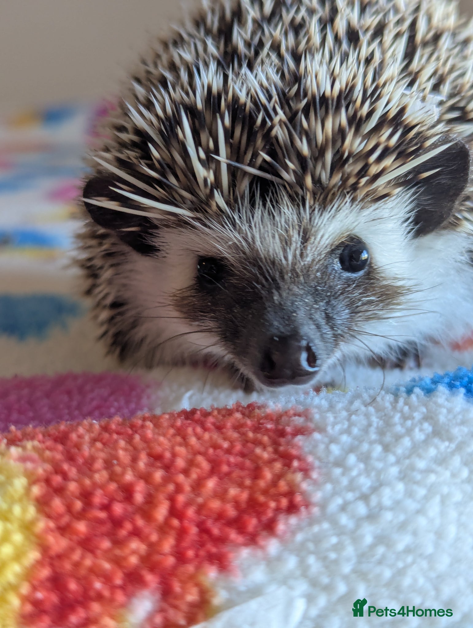 Pygmy Hedgehog rodents REDUCED HOGLETS!!! Ready Now!!! - Advert 1