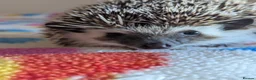Pygmy Hedgehog rodents for sale: REDUCED HOGLETS!!! Ready Now!!! - Advert 2