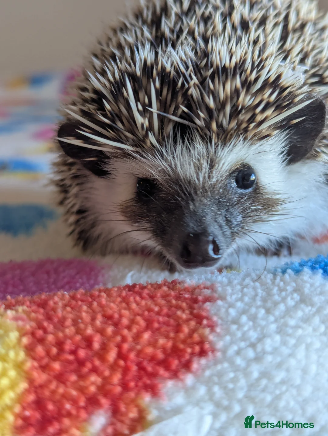 Pygmy Hedgehog rodents for sale: REDUCED HOGLETS!!! Ready Now!!! - Advert 2
