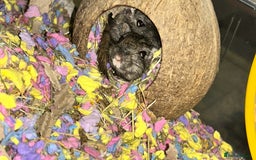 Gerbil rodents for sale: Two baby fully tame female gerbils+ cage and toys  - Image 3
