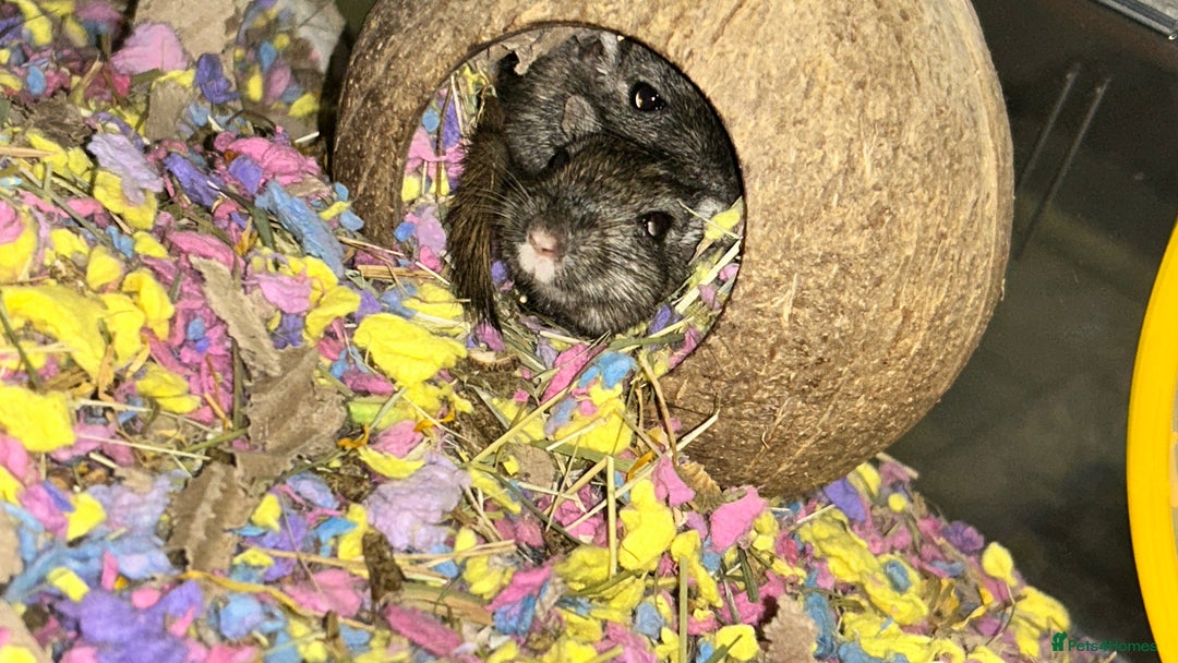 Gerbil rodents for sale: Two baby fully tame female gerbils+ cage and toys  - Image 3