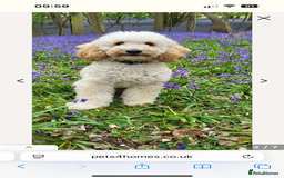 Cavapoo dogs for sale: Beautiful Cavapoos - Image 8