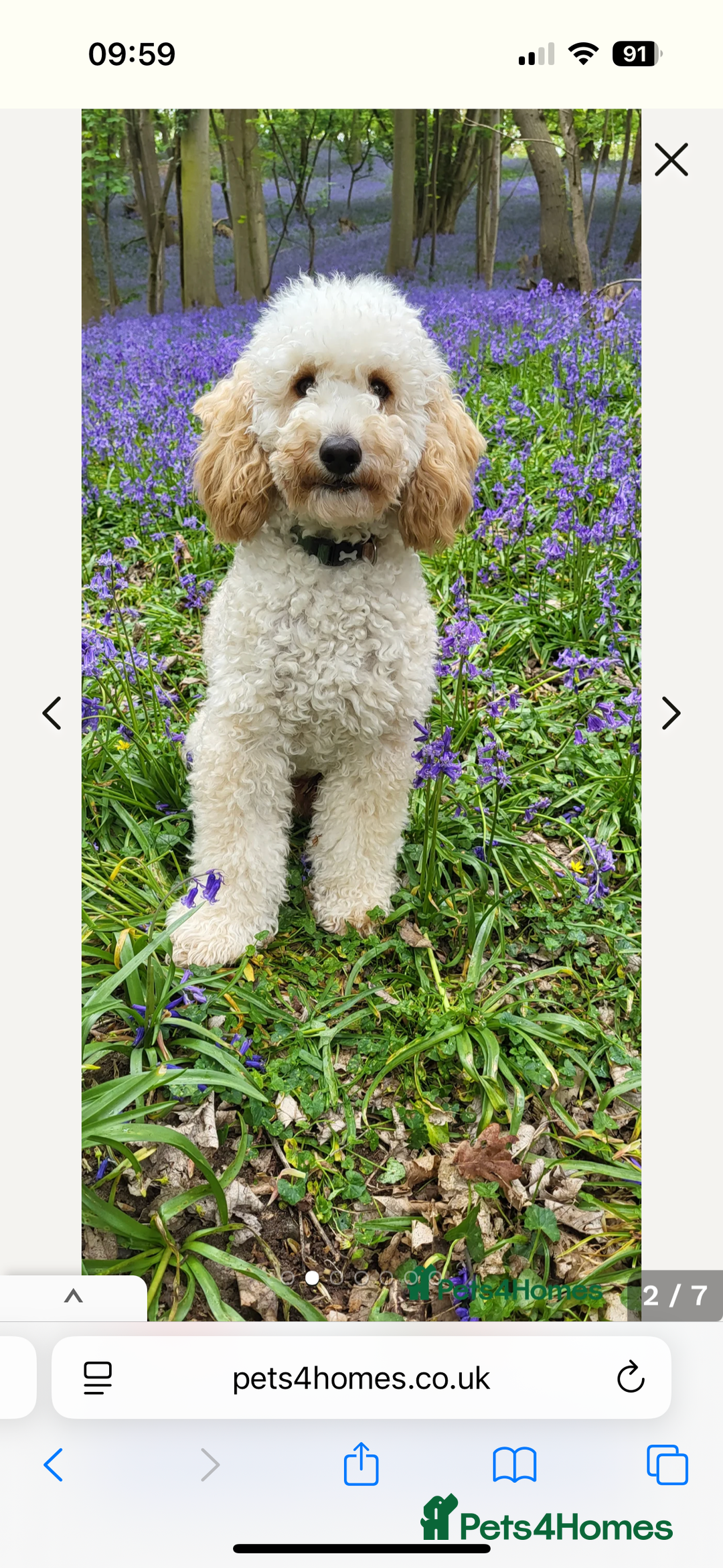 Cavapoo dogs for sale: Beautiful Cavapoos - Image 8