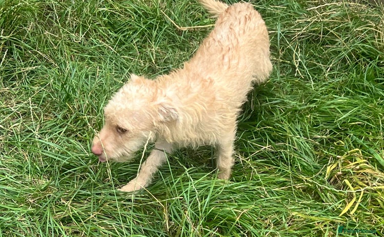 Mixed Breed dogs - Advert 1