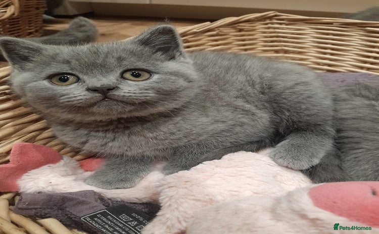 British Shorthair cats - Advert 16